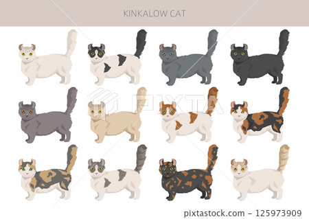Kinkalow Cat clipart. All coat colors set.  All cat breeds characteristics infographic 125973909