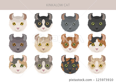 Kinkalow Cat clipart. All coat colors set.  All cat breeds characteristics infographic 125973910