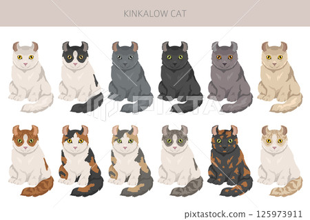 Kinkalow Cat clipart. All coat colors set. All cat breeds characteristics infographic Kinkalow Cat clipart. All coat colors set. All cat breeds characteristics infographic 125973911