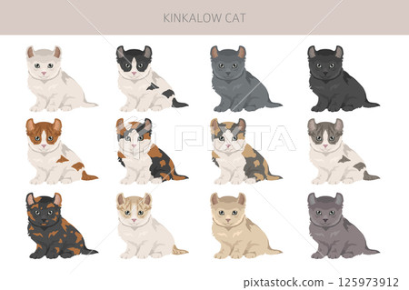 Kinkalow Cat clipart. All coat colors set. All cat breeds characteristics infographic Kinkalow Cat clipart. All coat colors set. All cat breeds characteristics infographic 125973912