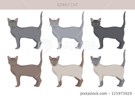 Korat Cat clipart. All coat colors set.  All cat breeds characteristics infographic 125973929