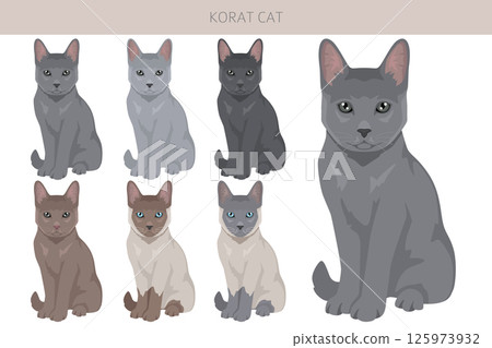 Korat Cat clipart. All coat colors set.  All cat breeds characteristics infographic 125973932