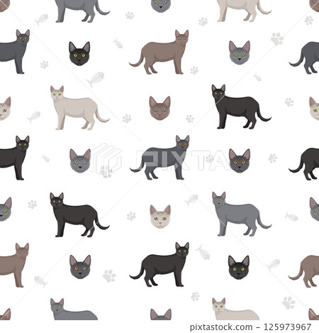 Korat Cat seamless pattern. All coat colors set. All cat breeds characteristics infographic Korat Cat seamless pattern. All coat colors set. All cat breeds characteristics infographic 125973967