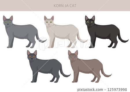 Korn Ja Cat clipart. All coat colors set.  All cat breeds characteristics infographic 125973998