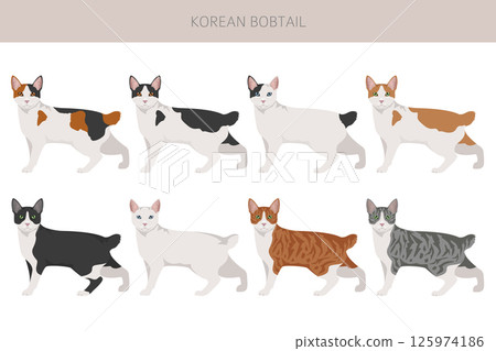 Korean Bobtail Cat clipart. All coat colors set.  All cat breeds characteristics infographi 125974186