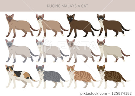 Kucing Malaysia cat clipart. All coat colors set.  All cat breeds characteristics infographic 125974192