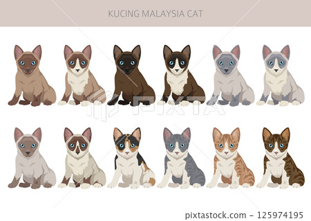 Kucing Malaysia cat clipart. All coat colors set. All cat breeds characteristics infographic Kucing Malaysia cat clipart. All coat colors set. All cat breeds characteristics infographic 125974195