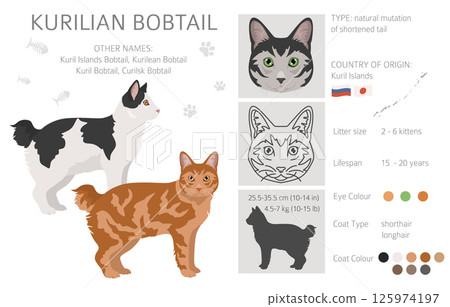 Kurilian Bobtail Cat clipart. All coat colors set.  All cat breeds characteristics infographic 125974197