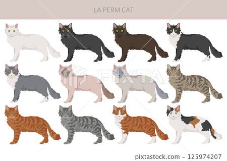 La Perm Cat clipart. All coat colors set.  All cat breeds characteristics infographic 125974207