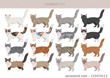 Lambkin Cat clipart. All coat colors set.  All cat breeds characteristics infographic 125974213