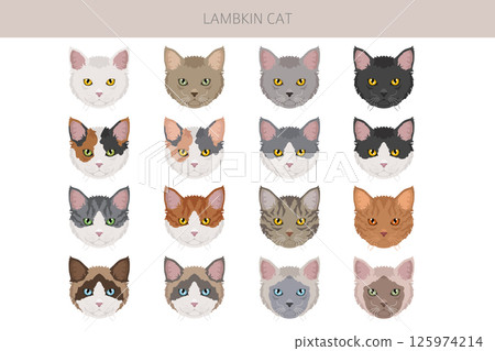 Lambkin Cat clipart. All coat colors set.  All cat breeds characteristics infographic 125974214