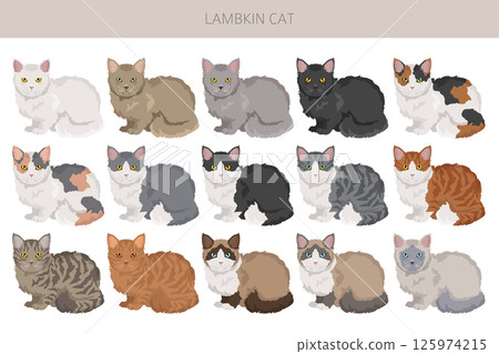 Lambkin Cat clipart. All coat colors set.  All cat breeds characteristics infographic 125974215