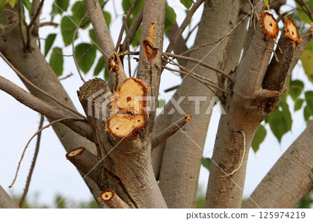 Tree pruning in a city park in Israel. Tree pruning in a city park in Israel. 125974219