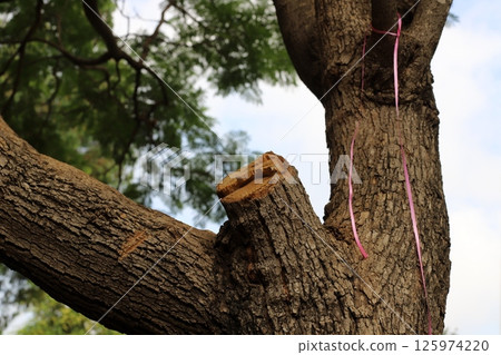 Tree pruning in a city park in Israel. 125974220