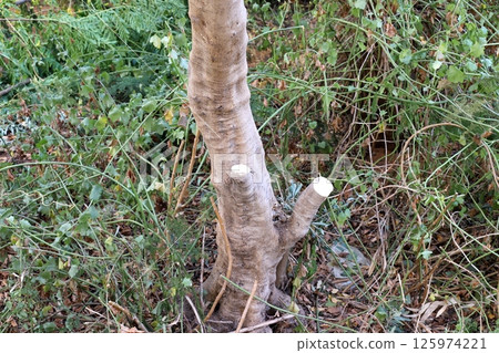 Tree pruning in a city park in Israel. 125974221