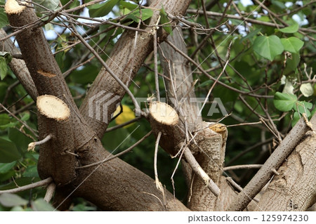 Tree pruning in a city park in Israel. 125974230