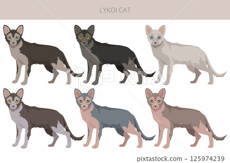 Lykoi Cat clipart. All coat colors set. All cat breeds characteristics infographic Lykoi Cat clipart. All coat colors set. All cat breeds characteristics infographic 125974239