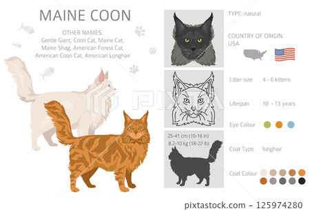 Maine Coon Cat clipart. All coat colors set.  All cat breeds characteristics infographic 125974280