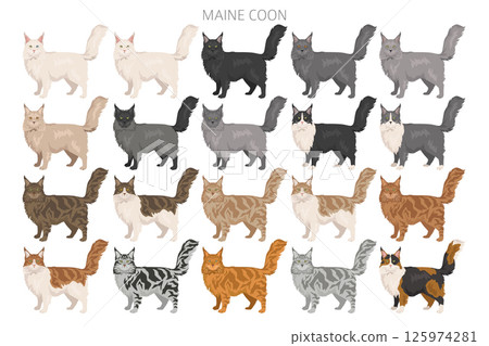 Maine Coon Cat clipart. All coat colors set.  All cat breeds characteristics infographic 125974281