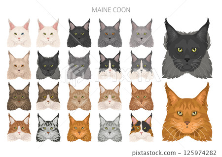 Maine Coon Cat clipart. All coat colors set. All cat breeds characteristics infographic Maine Coon Cat clipart. All coat colors set. All cat breeds characteristics infographic 125974282
