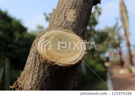 Tree pruning in a city park in Israel. Tree pruning in a city park in Israel. 125974286