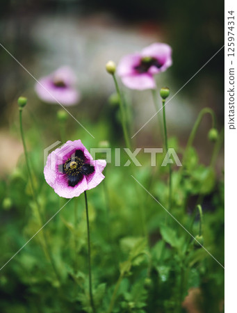Closeup Purple Poppy Flower In Bloom In Spring, 125974314