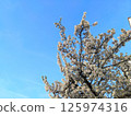 Abundant White Blossom Tree Against a Vibrant Blue Sky in London 125974316