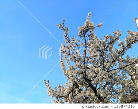Abundant White Blossom Tree Against a Vibrant Blue Sky in London 125974316
