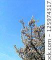 White and Pink Cherry Blossoms Bloom Abundantly Against Clear Blue Spring Sky 125974317