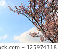Pink cherry blossoms bloom on a tree branch against a bright blue London sky in spring 125974318