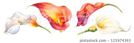 Set of flower, Calla Lily in watercolor style isolated on a transparent background. 125974363