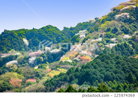 Mountain cherry blossoms at the foot of Mount Takasaki 125974369