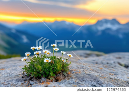 Wildflowers blooming on rock on mountain background at sunset 125974863