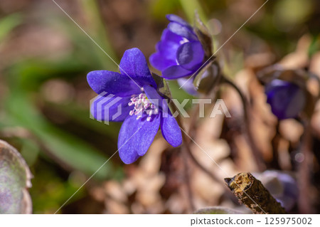 The blooming bud of a blue forest primrose The blooming bud of a blue forest primrose 125975002