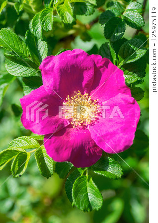 Bright crimson rosehip flower on a background of green foliage 125975119