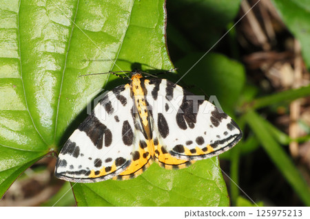 Geometrid moth Geometrid moth 125975213