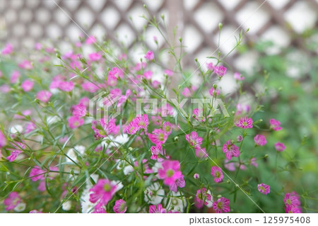 Haze grass 125975408