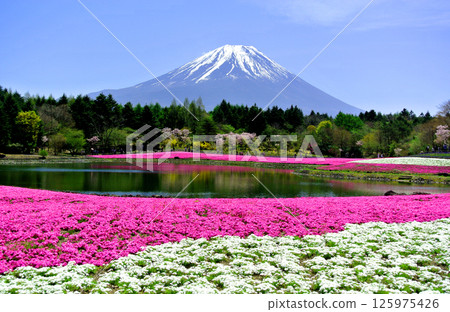 Mount Fuji 125975426
