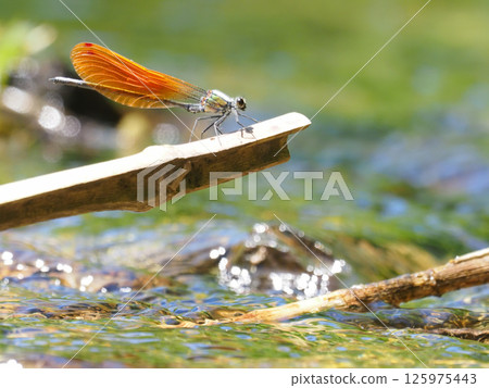Kawata dragonfly (male, orange bowl type) 125975443