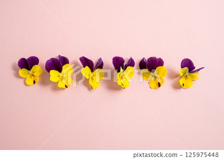 Purple and yellow pansy flower heads over pink background 125975448