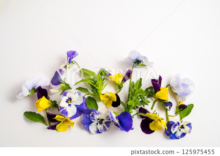 Spring garden flowers, purple, yellow pansy flowers composition, copy space Spring garden flowers, purple, yellow pansy flowers composition, copy space 125975455