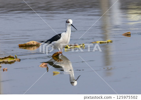 黑翅長腳鷸和它在水面上的倒影 黑翅長腳鷸和它在水面上的倒影 125975502