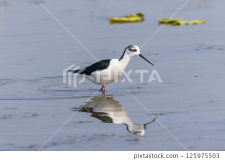 A black-winged stilt and its reflection on the water 125975503