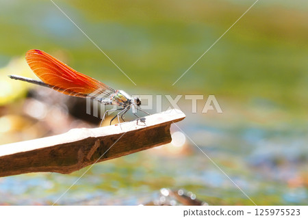 Kawata dragonfly (male, orange bowl type) Kawata dragonfly (male, orange bowl type) 125975523