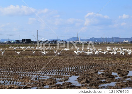 抵達山形縣莊內市的天鵝 抵達山形縣莊內市的天鵝 125976465