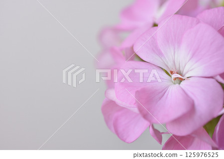 Geranium Geranium 125976525