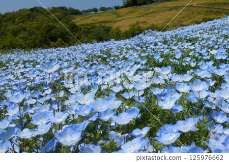 顏色不太深的粉蝶花（有些在田野裡） 125976662