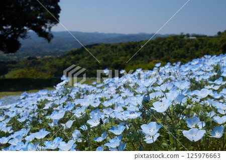 顏色不太深的粉蝶花（天空） 125976663
