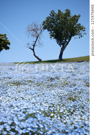 Nemophila (two trees) with not too dark colors 125976666