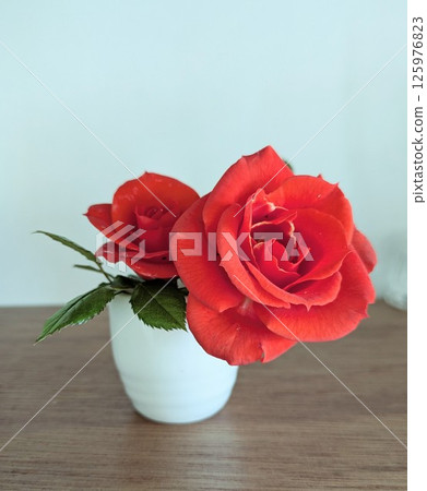 室內迷你玫瑰 室內迷你玫瑰 125976823
